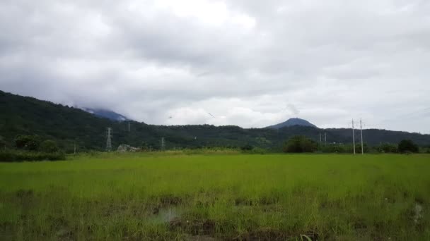 Campos de arroz frente a las montañas — Vídeos de Stock