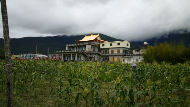 Agriculteur au travail devant le temple — Video