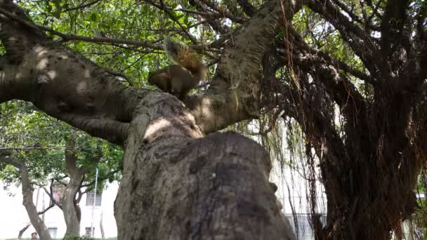 Eichhörnchen in Baum im Friedenspark — Stockvideo