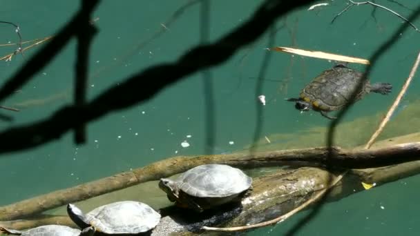 Tortugas en un tocón de árbol — Vídeo de stock