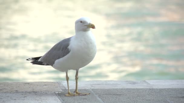 Seagull sitting at pier of Canal Grande — Stock Video