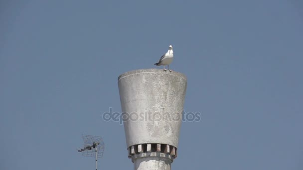 Seagull som lyfter på blue sky — Stockvideo