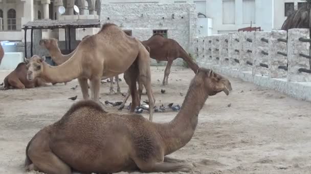 Muitos camelos em souq Waqif — Vídeo de Stock