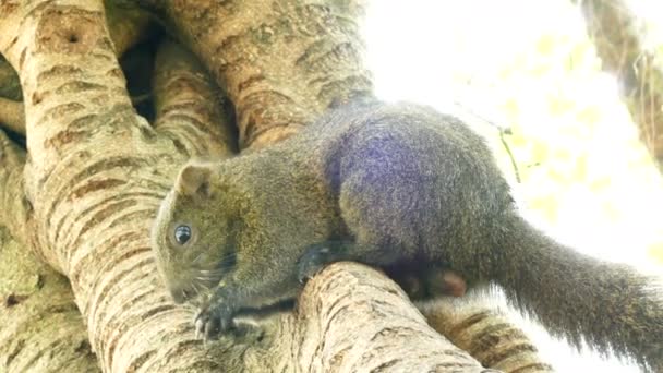 Wiewiórka w drzewo w parku pokoju — Wideo stockowe