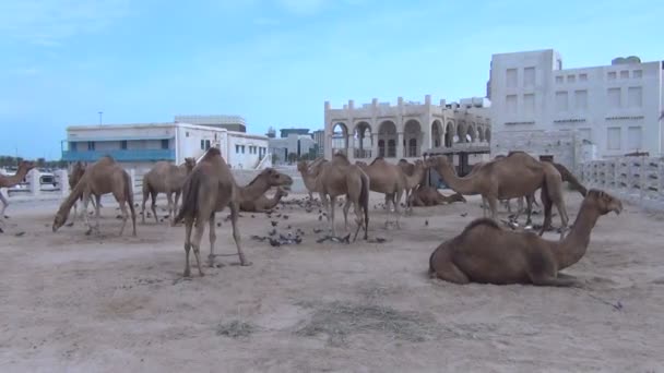 Mnóstwo wielbłądy w souq Waqif — Wideo stockowe