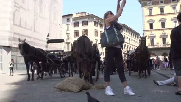 Hästen äter hö vid katedralen i Florens — Stockvideo