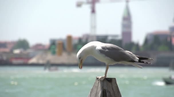 Seagull zittend bij de pool van de ligplaats — Stockvideo