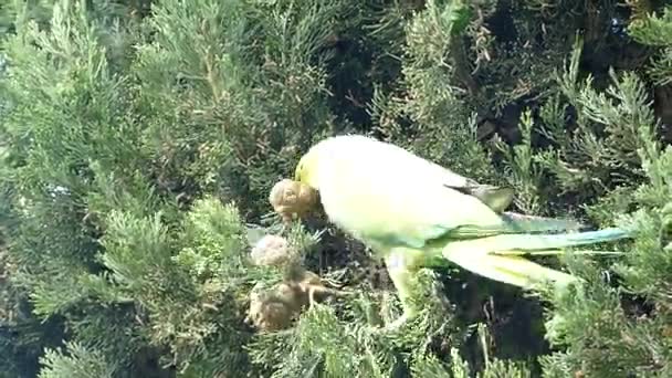 Papagei frisst Nuss im Baum — Stockvideo