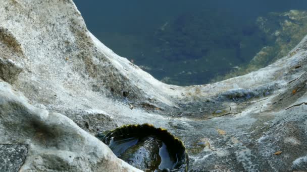 Χελώνα με ανοιχτή πλάτη — Αρχείο Βίντεο