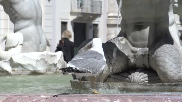 Seagull drinking from fountain at Piazza Navona — Stock Video