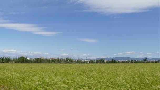 Campo di grano con vista sul paese e sulle montagne — Video Stock