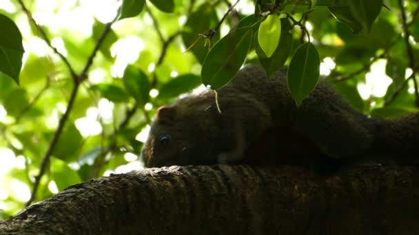 Esquilo na árvore no parque de paz — Vídeo de Stock