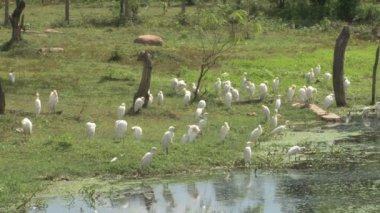 Kuşlar, Mimeriya Milli Parkı