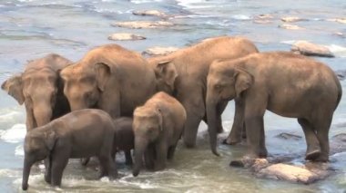 Nehirde banyo filler 