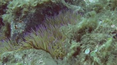 Akdeniz deniz anemon 