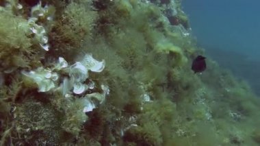 Kayalar üzerine sığ resifleri tavus kuşu kuyruk 