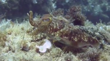 Mürekkep balıkları Akdeniz