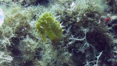 Costa Brava, Dalış Akdeniz