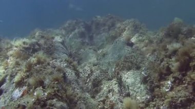 Costa Brava, Dalış Akdeniz