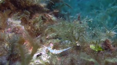 Akdeniz omurgasızını 