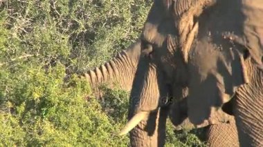 Güney Afrika filleri