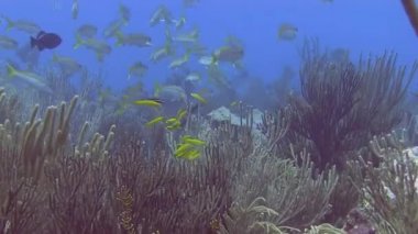 Sarıkuyruk snappers Denizi