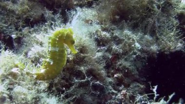 Costa Brava, Dalış Akdeniz