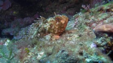 Costa Brava, Dalış Akdeniz