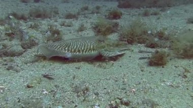 Mürekkep balıkları Akdeniz