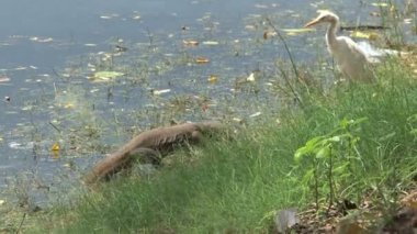 Komodo Dragon yumurta çalmak