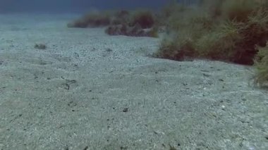 Akdeniz balık sürüsü 