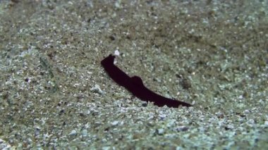 Akdeniz omurgasızını 