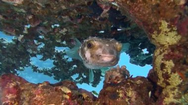 Mercan kayalığı dikenli Pufferfish saklanıyor 