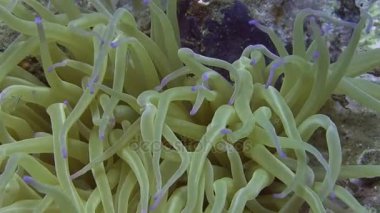 Akdeniz deniz anemon 