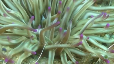 Akdeniz deniz anemon 