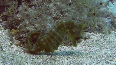 Deniz atı onbottom kum