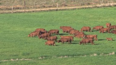 İneklerin büyük grup, 