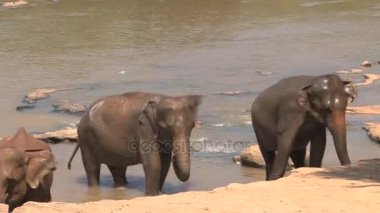 Üç filler nehirde banyo