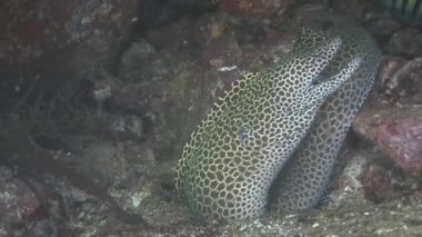 Umman Umman Denizi Dalış,