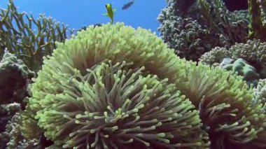 parlak Anemone balıklar mercan içinde gizleme   