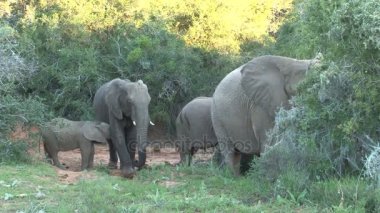 Güney Afrika filleri