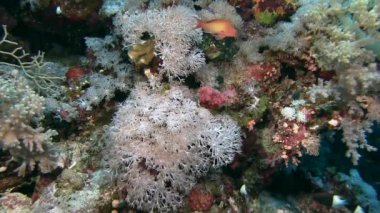 Yumuşak mercanlar dalgalar üzerinde hareket     