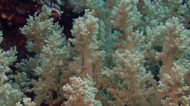 Yumuşak mercanlar dalgalar üzerinde hareket     