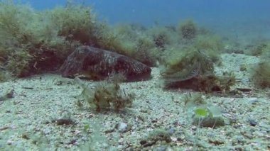 Mürekkep balıkları Akdeniz