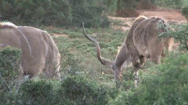 Güney Afrika yaban hayatı