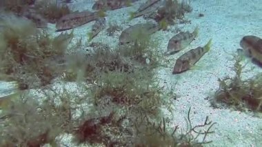 Akdeniz balık sürüsü 