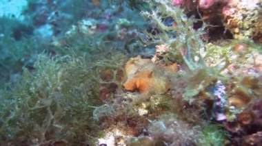 Akdeniz omurgasızını 