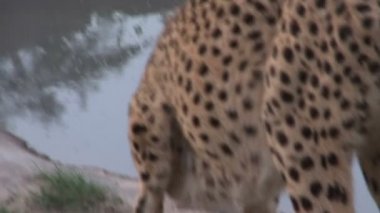 Güzel Afrika parsı 