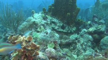 Resif üzerinde Yüzme  