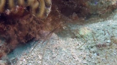 Karayip Denizi örümcek yengeci